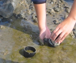 Sample Collecting at the Colne Estuary