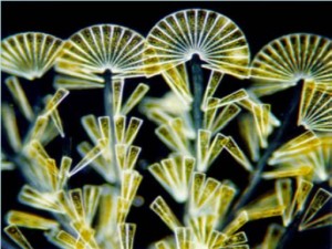 Diatoms